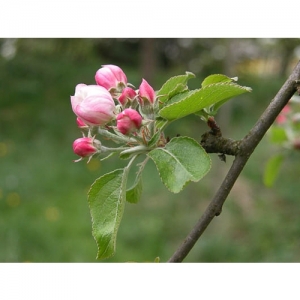 Apfelblüte - 0215