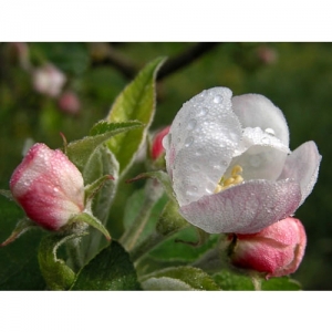 Apfelblüte - 0216