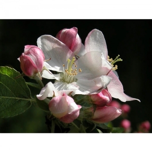 Apfelblüte - 0235