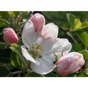 Apfelblüte - 0236