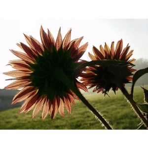 Sonnenblumen - 0317