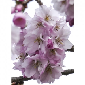 Japanische Kirschblüte - 2033