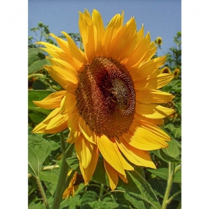 Sonnenblume - 0354