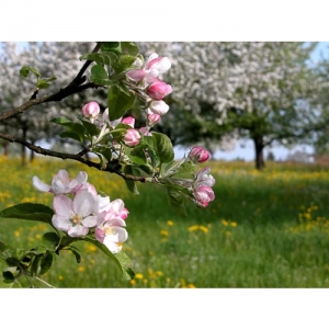 Apfelblüten - 0362