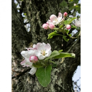 Apfelblüten - 0396