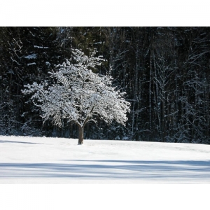 Apfelbaum im Schnee - 0561
