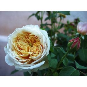 English Garden / engl. Rose - 0899