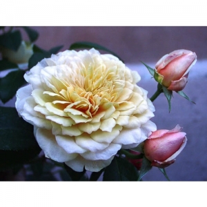 English Garden / engl. Rose - 0900