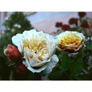 English Garden / engl. Rose - 0901