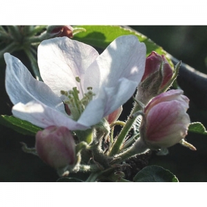 Apfelblüte - 0001