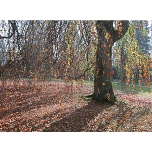 Herbstbaum - 1121