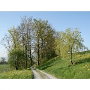 Feldweg mit Bäumen - 1166