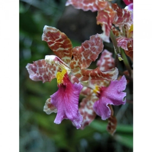 Orchideen - Odontoglossum bictoniense x Od. Marg. Holm - 1509