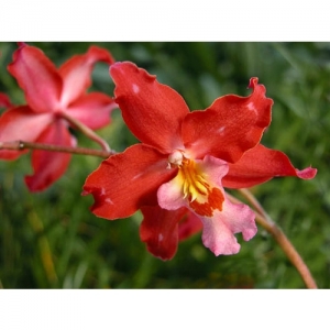 Orchideen - Odontoglossum Hybr - 1510.