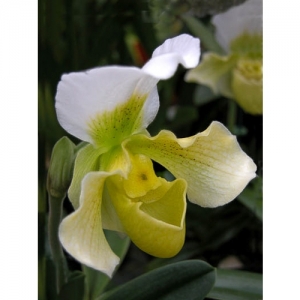 Orchideen - Paphiopedilum - 1513