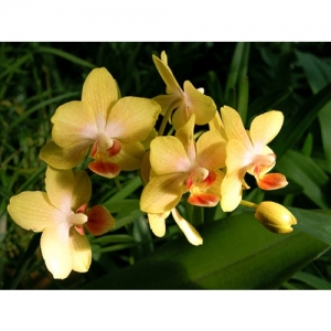 Orchideen - Phalaenopsis - 1522