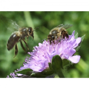 Biene auf Skabiosa - 0022