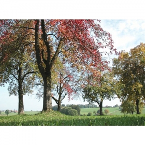 Landschaft mit Obstbäumen - 2510