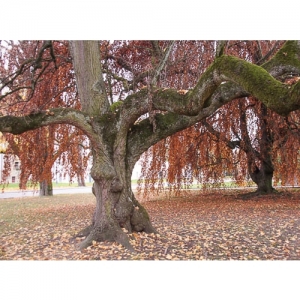 Bäume im Herbst - 2515