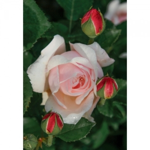 English Garden / engl. Rose - 1090