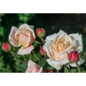 English Garden / engl. Rose - 1095