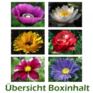 Sechser-Box: Gartenblumen - 0001A-S