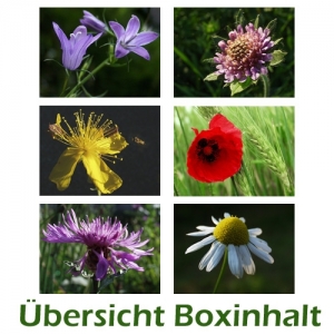 Sechser-Box: Wiesenblumen - 0001D-S