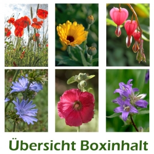 Sechser-Box: Blumen - 0001G-S