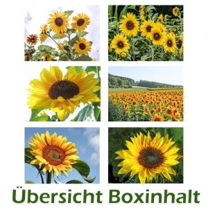 Sechser-Box: Sonnenblumen - 0001J-S
