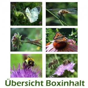 Sechser-Box: Insekten - Tiere - 0002B-S