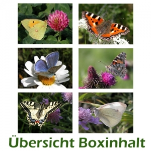 Sechser-Box: Schmetterlinge - 0002C-S