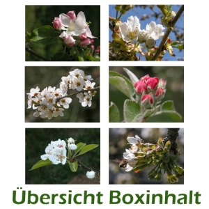 Sechser-Box: Frühling - Blütenzweige - 0004B-S