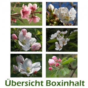 Sechser-Box: Frühling - Obstblüten - 0004B-S