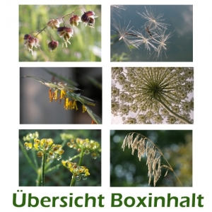 Sechser-Box: Pflanzenmotive - 0005C-S