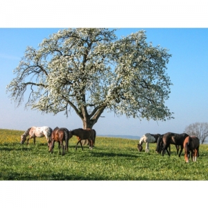 Pferde beim Weiden - 2366