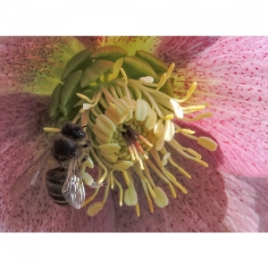 Biene an Frühlings-Christrose - 2095