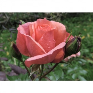 Rose - Abrikola - 3011