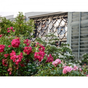 Rosen vor Fenster - 2193
