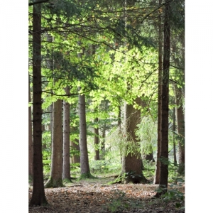 Waldstimmung - 1186