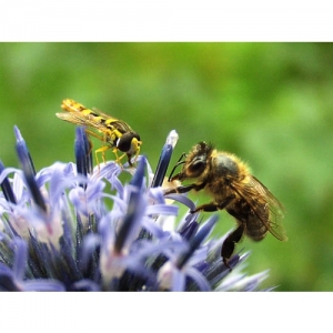 Biene und Schwebefliege - 0149