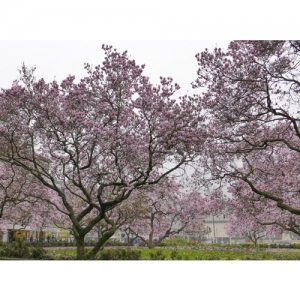 Magnolienbäume - 1177