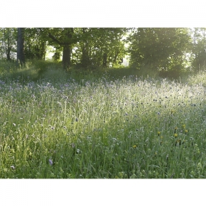 Blumenwiese im Morgenlicht - 3085