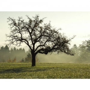 Apfelbaum im Herbstlicht - 0453