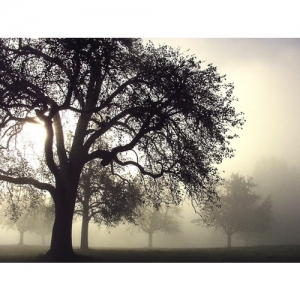 Nebel im Obstgarten - 0455