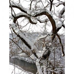 Baumherz im Schnee - 0512