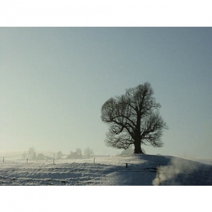 Baum in Schneelandschaft - 0554