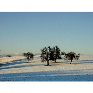 Obstbäume im Schnee - 0557