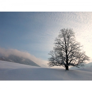 Baum in Schneelandschaft - 0562