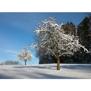 Bäume im Schnee - 0571
