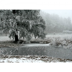 Riedlandschaft im Winter - 0572